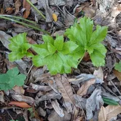 クリスマスローズ