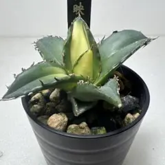 2026年最新】アガベピカチュウの人気アイテム - メルカリ