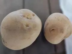 農薬不使用】旨味ギッシリ！ニシユタカ 約8kg サイズ混合 訳あり 新 