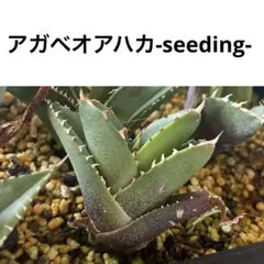 2026年最新】アガベオアハカオテロイの人気アイテム - メルカリ