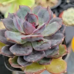 K苗　裏切りの薔薇　抜き苗のサムネイル