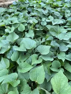 よーこ様 リクエスト 2点 まとめ商品