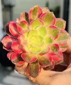 新品種 多肉植物 アエオニウム ノブレス錦 根土付き 8センチ前後