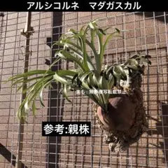 ウガンダ チャガラニ リベリカ種（エクセルサ種） ナチュラル 生豆