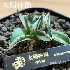 2026年最新】メリクロン アガベの人気アイテム - メルカリ