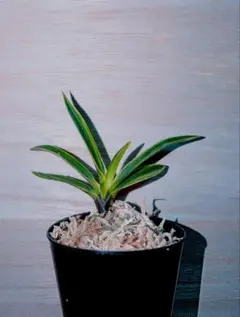 【♪余剰苗特売市♪】富貴蘭　南海雪虎（最上木） ♪余剰苗特売市♪】富貴蘭 龍虎（高知県南国市産） - メルカリ