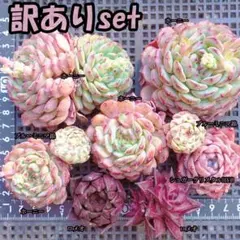 韓国苗 多肉植物 エケベリア 詰め合わせ 土付き 15苗セット 【S48
