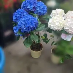 25日入荷⭐️紫陽花⭐️ハイシリーズ⭐️5号鉢4鉢セット - メルカリ