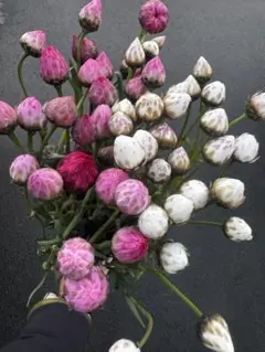 かずみ様 リクエスト 3点 まとめ商品