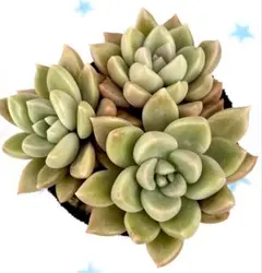 くぅー様 リクエスト 4点 まとめ商品