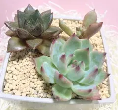 piyomama様 リクエスト 2点 まとめ商品