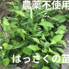 【農薬不使用】はっさくの苗 八朔 抜き苗 果物の苗 シンボルツリーに☆ ⑤