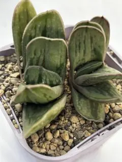 w*l様 1441 ◎ ナイルの一滴×アメジスト 実生多肉植物 ハオルチア アロ