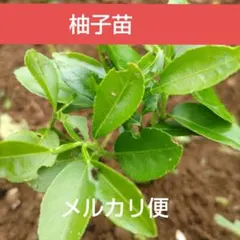 U-4．本柚子の葉 餌 無農薬 枝付きの葉200枚以上 匿名配送 - メルカリ
