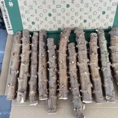 2026年最新】キャッサバ苗木の人気アイテム - メルカリ