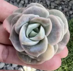 goma様 ご専用　值引70円　リクエスト 2点 まとめ商品