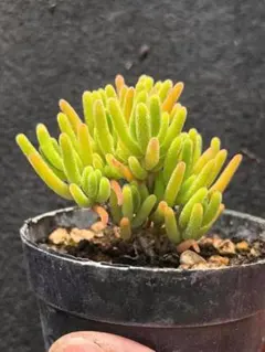 ネコポスで発送❣️よね様 リクエスト 3点 まとめ商品