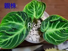 アンスリウム ドラヤキのサムネイル
