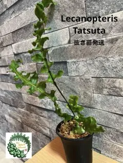 2026年最新】レカノプテリスの人気アイテム - メルカリ