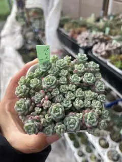 ゆりりん様 リクエスト 2点 まとめ商品