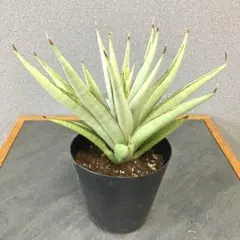 2026年最新】サンスベリアの人気アイテム - メルカリ