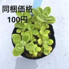 100엔 아로마티쿠스 제거, 뿌리 달린 즙이 많은 식물