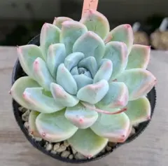 多肉植物 スティルハート 抜き苗 - メルカリ