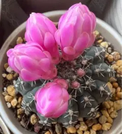 ギムノカリキウム　カロクロラム　5種類セット tnk-mini-hkdm-img01.jpg