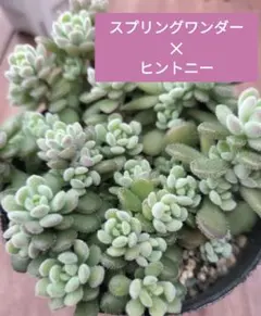 ゲンちゃん様 リクエスト 2点 まとめ商品