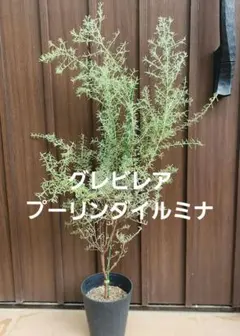 グレビレア ピーター 鉢植え 苗 オージープランツ ドライガーデン