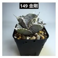 2025年最新】アガベの人気アイテム - メルカリ