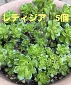 多肉植物♡盛り盛り♪ローズセダム（抜き苗） - メルカリ