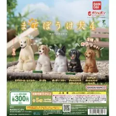 ガチャガチャ まてぼうけ犬4 ボーダーコリー ビーグル ラブラドール