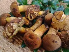 天然きのこ　アカヤマドリ　約700g　きのこのサムネイル