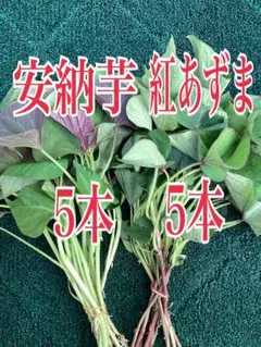 2026年最新】紅あずま 苗の人気アイテム - メルカリ