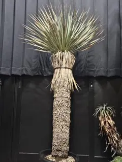 2025年最新】ロストラータ ベアルートの人気アイテム - メルカリ