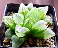 多肉植物　ハオルチア　ピグマエアミュータントのサムネイル
