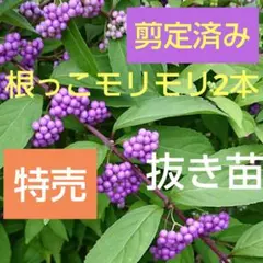白式部 シロシキブの実から発芽した充実抜き苗 2年目と3年目 各1本ずつ