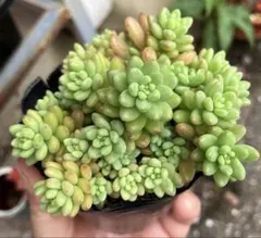 おかん様 リクエスト 6点 まとめ商品