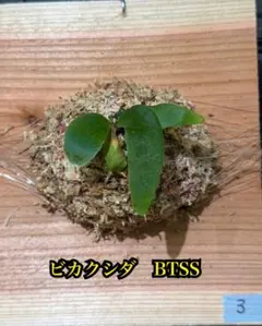 ビカクシダ BTSS spore 4番 - メルカリ