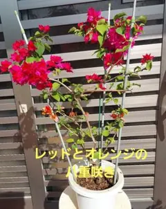 2025年最新】ブーゲンビリアの人気アイテム - メルカリ