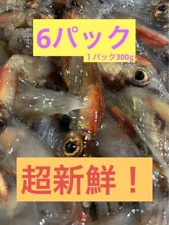 [착불] 냉동 반딧불 오징어, 2026, 사료용 1.8kg (300 x 6)