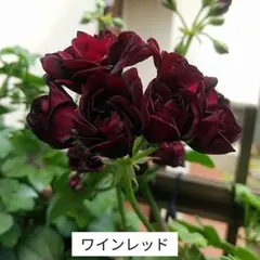 小町様 リクエスト 2点 まとめ商品