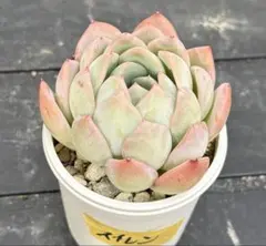ミックスベリア ピーチック おらいさん 抜き苗 多肉植物 - メルカリ