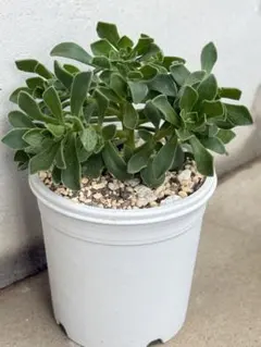 多肉植物 ホロスパツラツム アエオニウム 傷汚れあり - メルカリ
