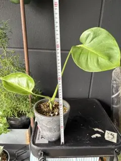 2025年最新】モンステラ 福助の人気アイテム - メルカリ