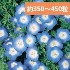 【花の種】ネモフィラ　インシグニスブルー　１ｍｌ　約３５０～４５０粒