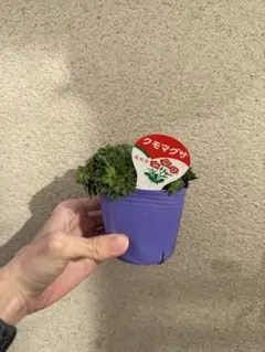 ユウカリ様 リクエスト 2点 まとめ商品