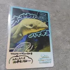 鳥羽水族館 コレクションカード オーストラリアハイギョ No.34