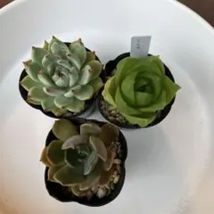 スヌーピー様 リクエスト 2点 まとめ商品